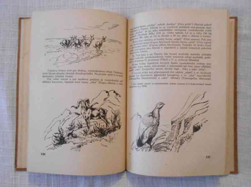 A.M. Brímer-Orlovský - Lovy v SSSR - 1946 - foto 4