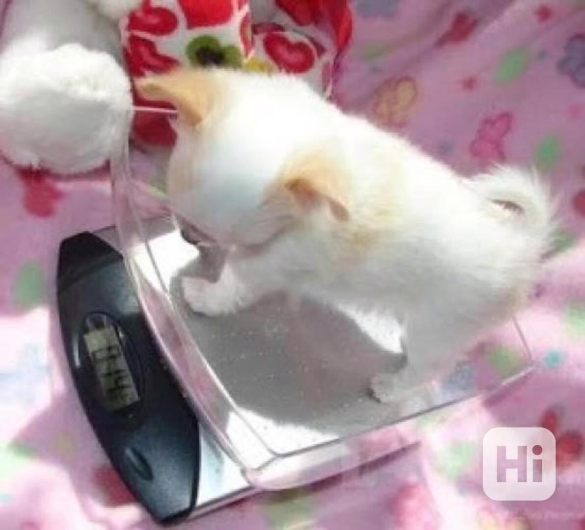 Čivava - kr. fenku - foto 1