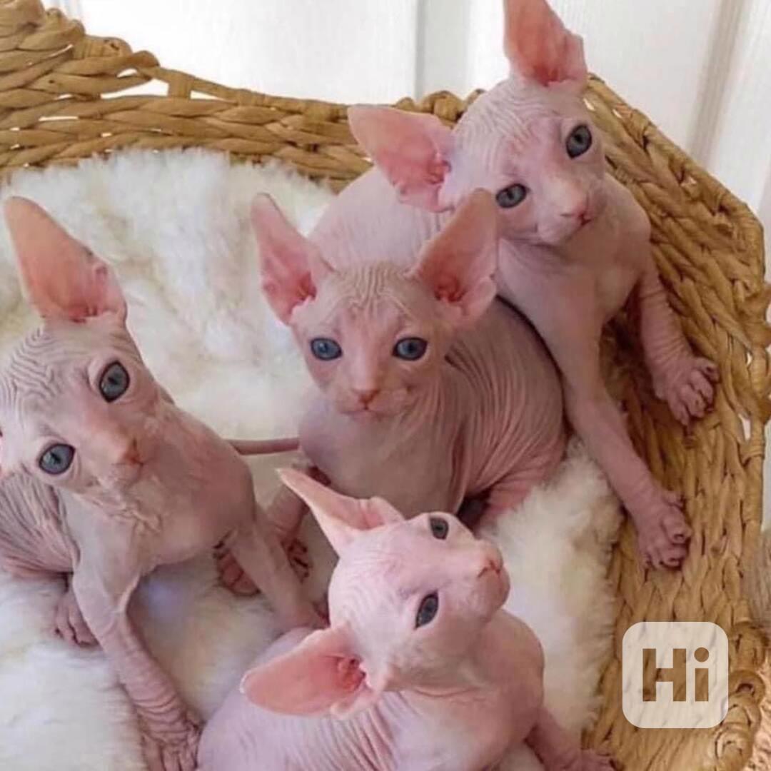 Koťata Purrbald Sphynx na prodej - foto 1