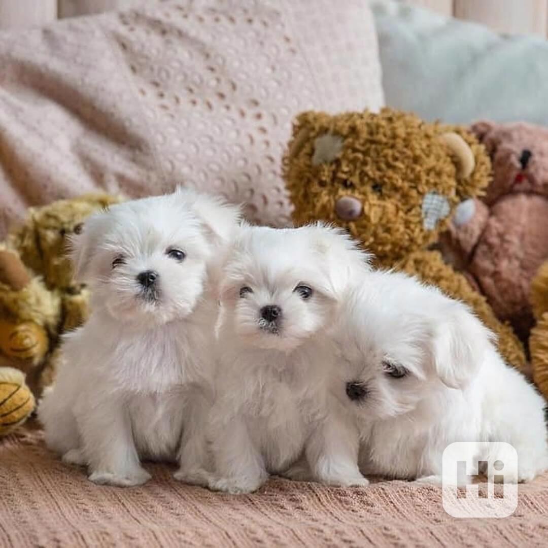 Vynikající štěňata maltézského ovčáka připravená do svého no - foto 1