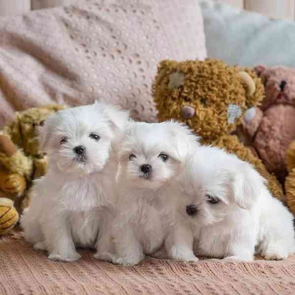 Vynikající štěňata maltézského ovčáka připravená do svého no