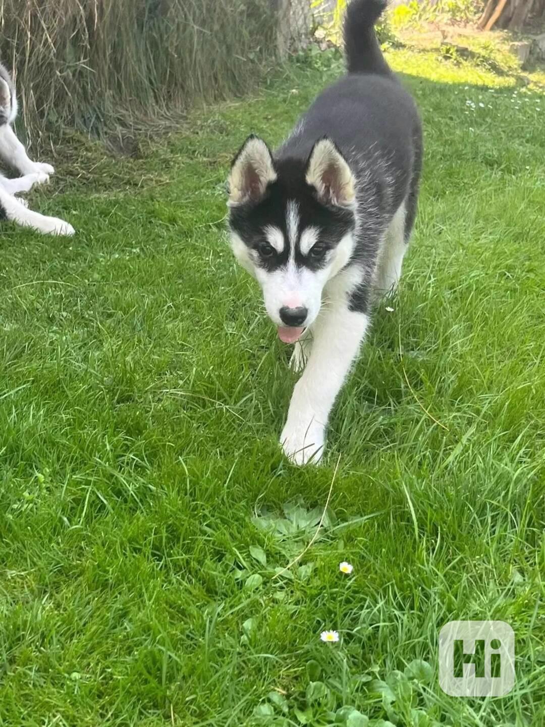 Sibiřský husky na prodej bez PP - foto 1