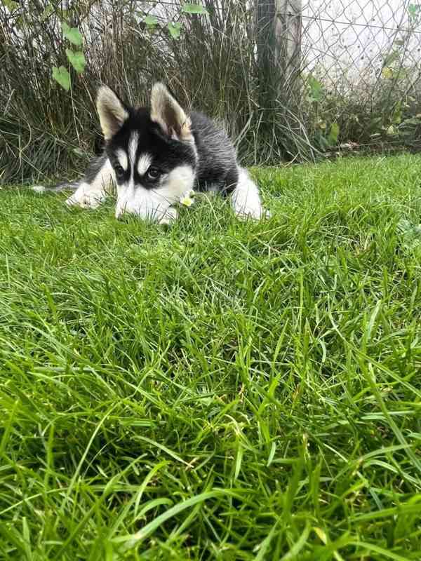 Sibiřský husky na prodej bez PP - foto 4