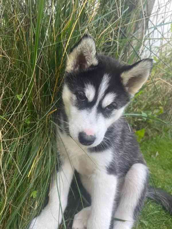 Sibiřský husky na prodej bez PP - foto 2