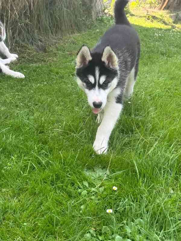 Sibiřský husky na prodej bez PP - foto 1