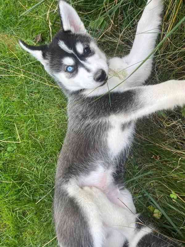 Sibiřský husky na prodej bez PP - foto 3