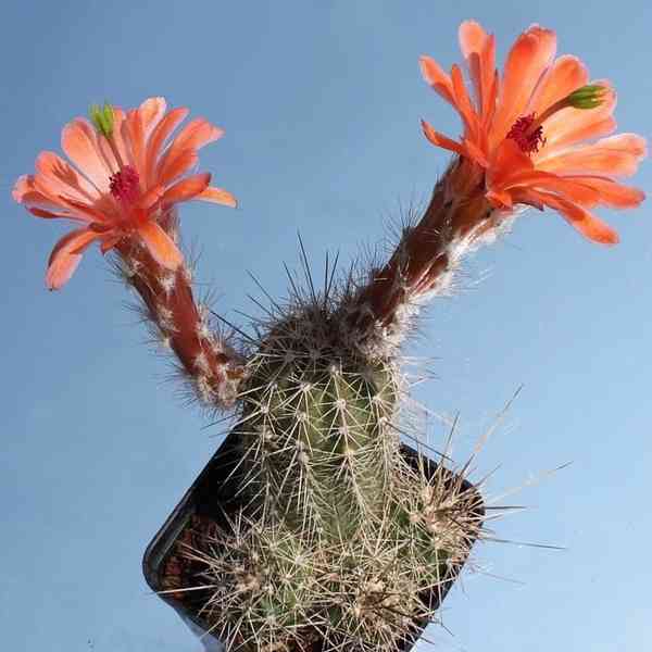 Kaktus Echinocereus scheeri - semena