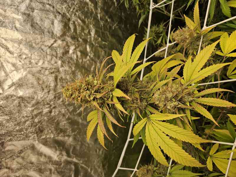 Bio Květy CBD nejvyšší kvality - sběratelský předmět - foto 7