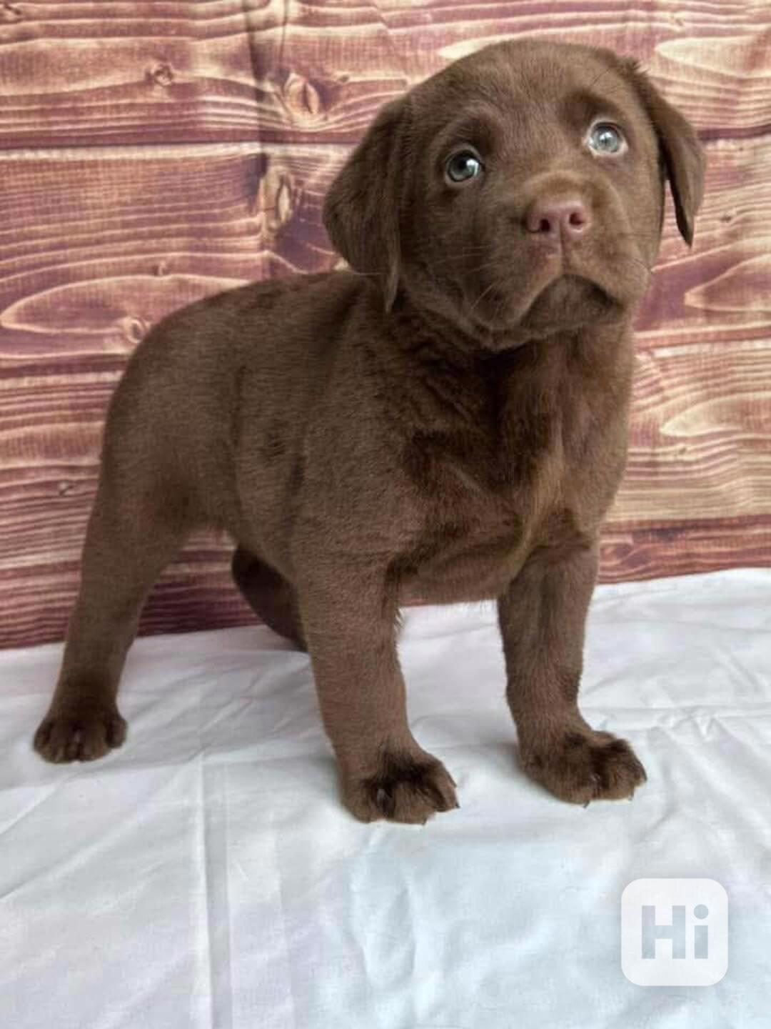 Štěňata labradora na prodej - foto 1