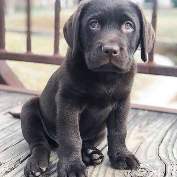 Štěňata labradora na prodej - foto 4