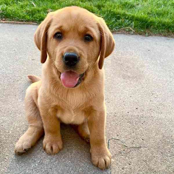 Štěňata labradora na prodej - foto 3