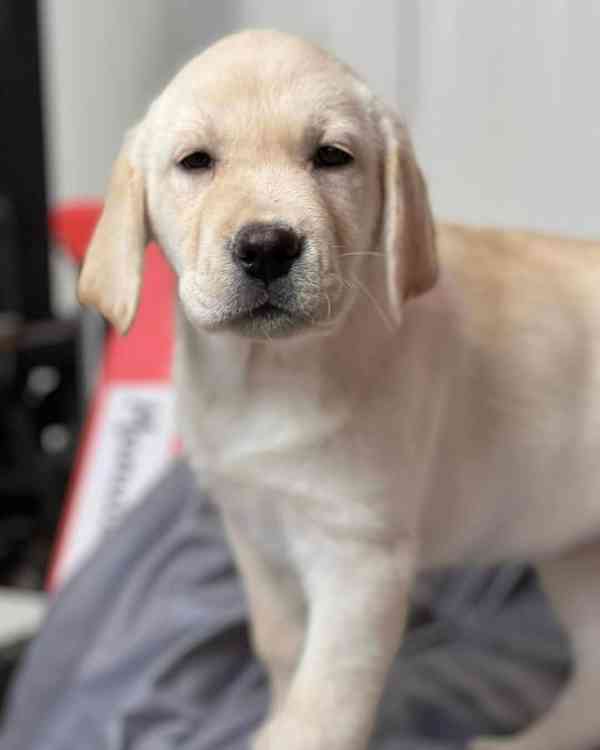 Štěňata labradora na prodej - foto 2