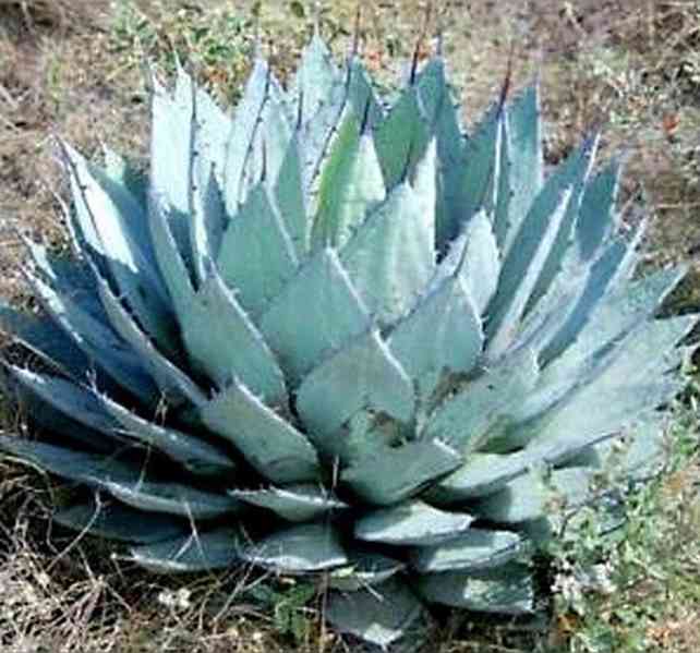 sazenice Agave applanata