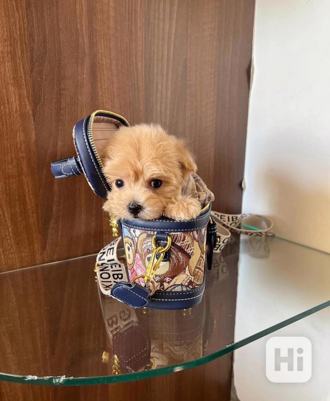 Nejroztomilejší štěňátka k odběru!!  - foto 1