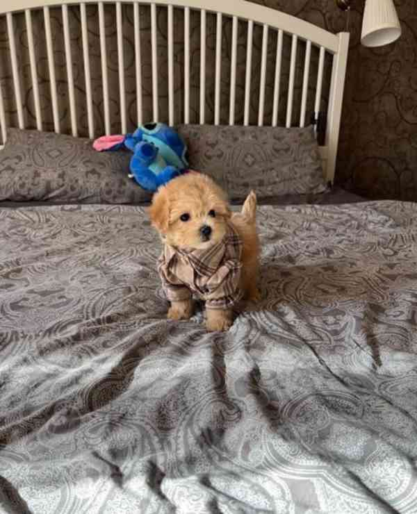 Nejroztomilejší štěňátka k odběru!!  - foto 2