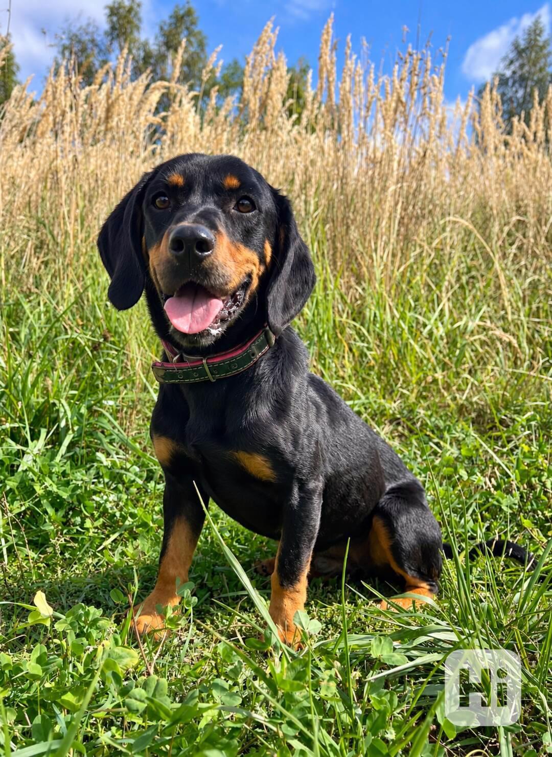 CYRO - 15 kg, kastrovaný psík 3 roky  - foto 1