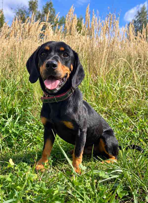 CYRO - 15 kg, kastrovaný psík 3 roky  - foto 1