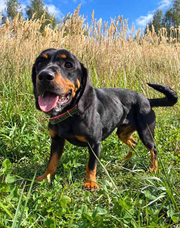 CYRO - 15 kg, kastrovaný psík 3 roky  - foto 2