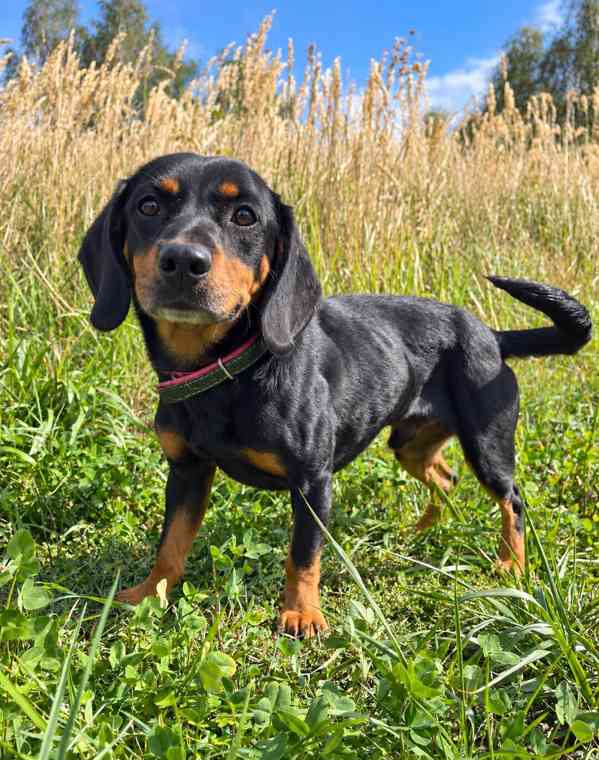 CYRO - 15 kg, kastrovaný psík 3 roky  - foto 4