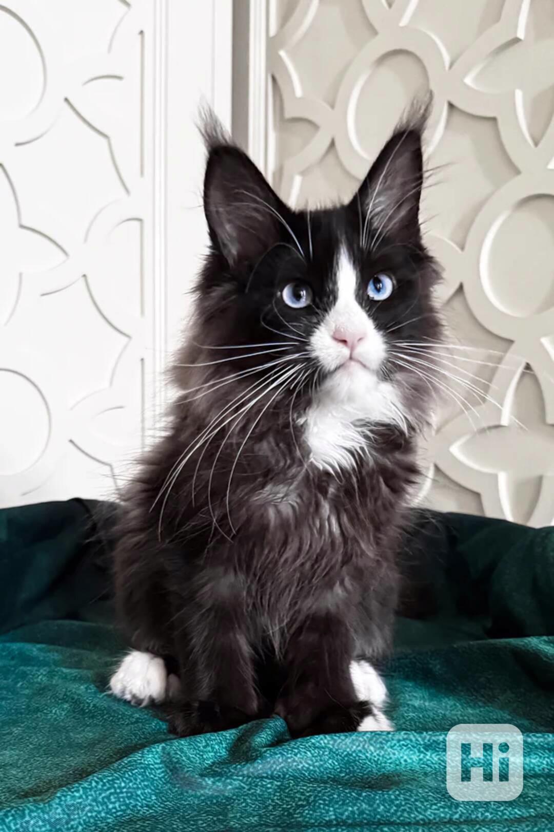 Černobílá kouřová fenka s bílou holčičkou Mainské mývalí koč - foto 1