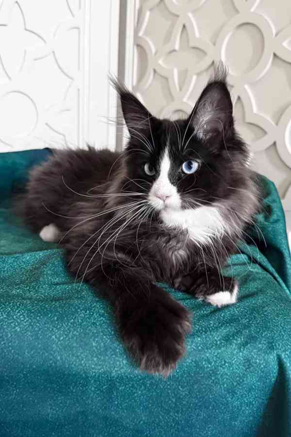 Černobílá kouřová fenka s bílou holčičkou Mainské mývalí koč - foto 2