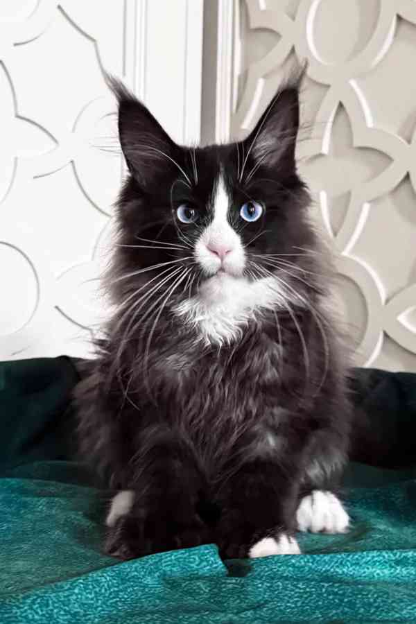 Černobílá kouřová fenka s bílou holčičkou Mainské mývalí koč - foto 3