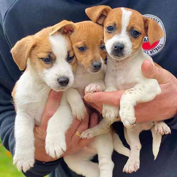 12 týdenní štěně jack russella k adopci zdarma  