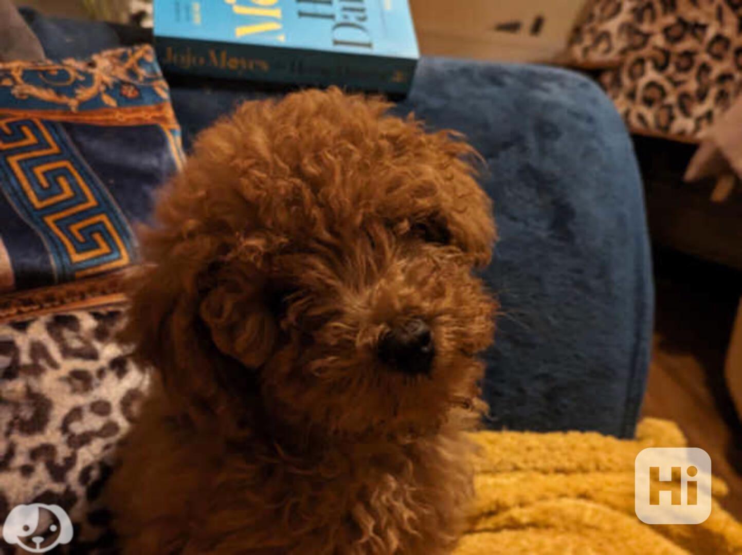 Rozkošná štěňátka toy pudla k dispozici - foto 1