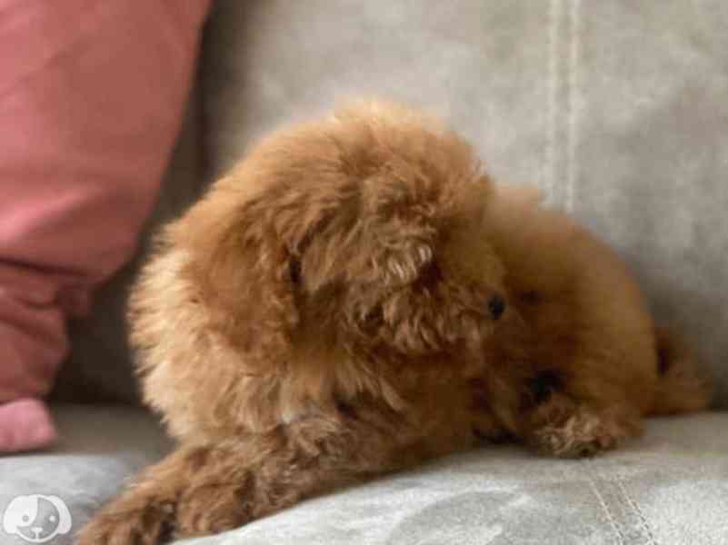 Rozkošná štěňátka toy pudla k dispozici - foto 2