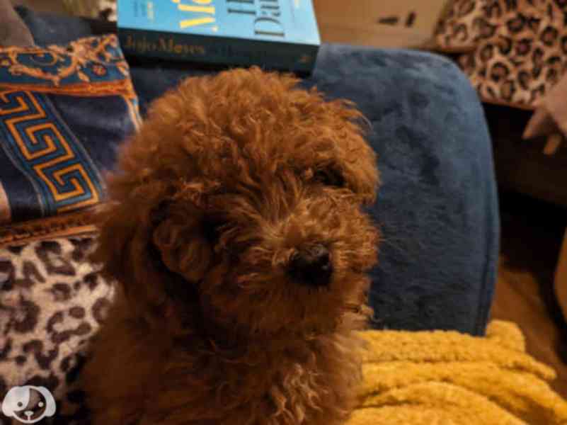 Rozkošná štěňátka toy pudla k dispozici - foto 1