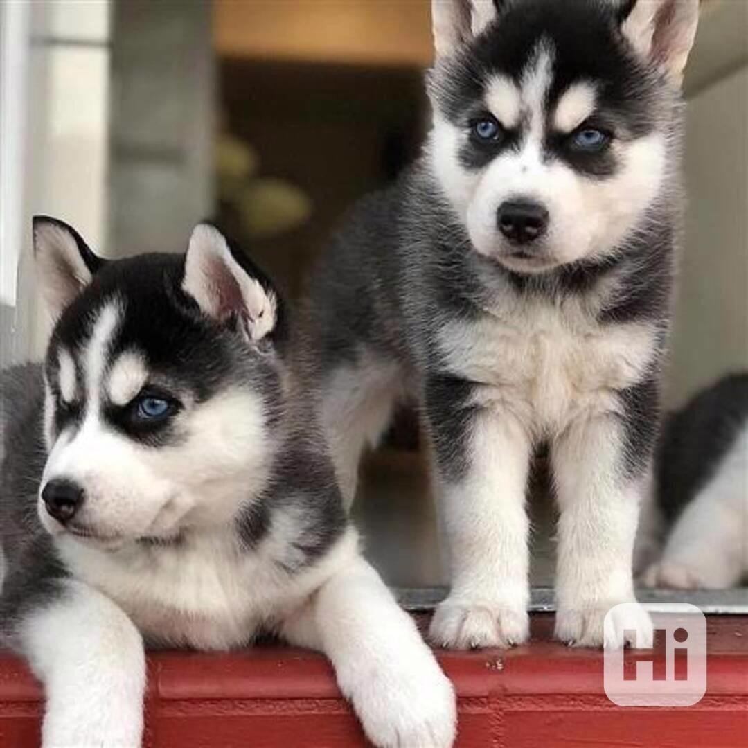 husky štěňata Štěňata sibiřského husky - foto 1