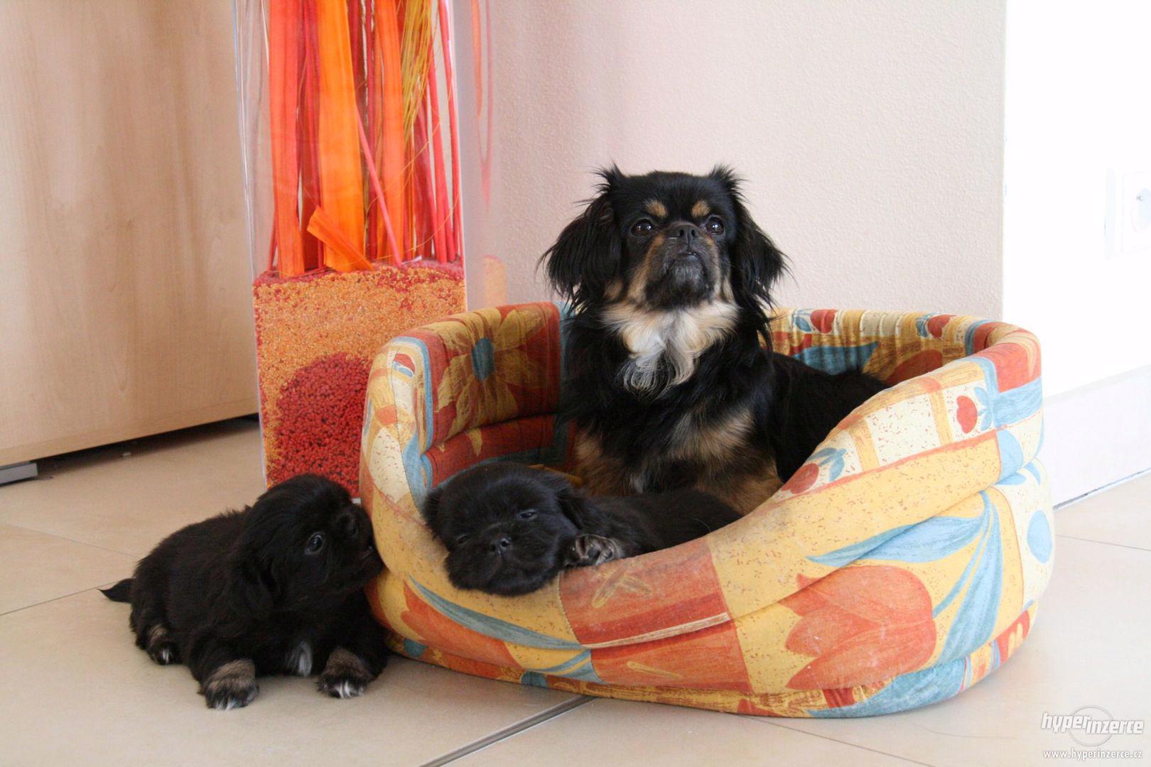 Tibetský španěl -krásná štěnátka bez PP - foto 1