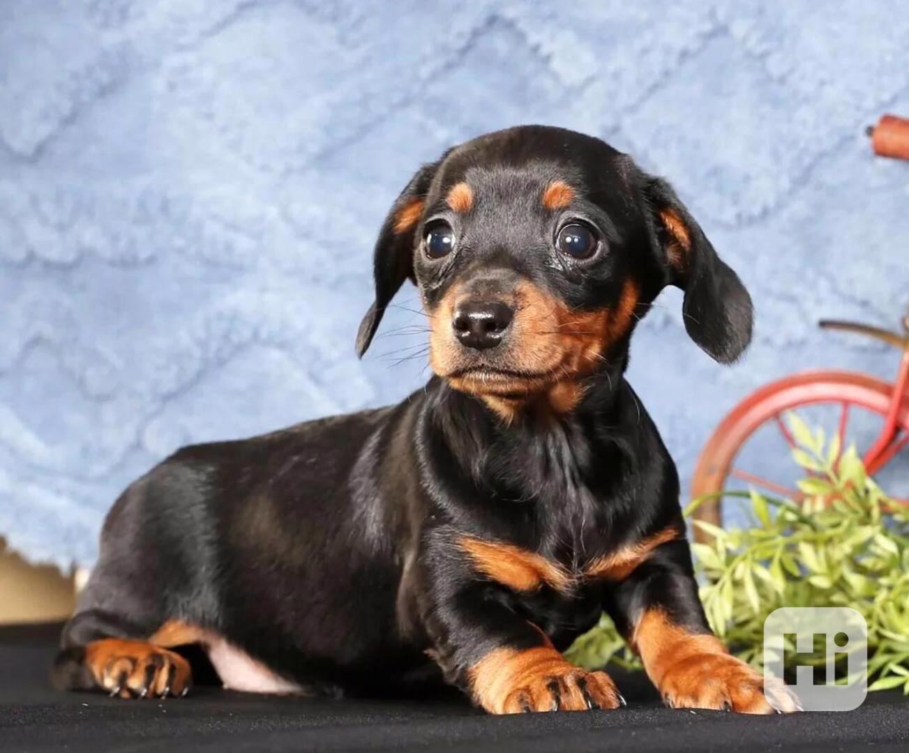  1,550 Pozdravte své nové štěně mini jezevčíka! - foto 1