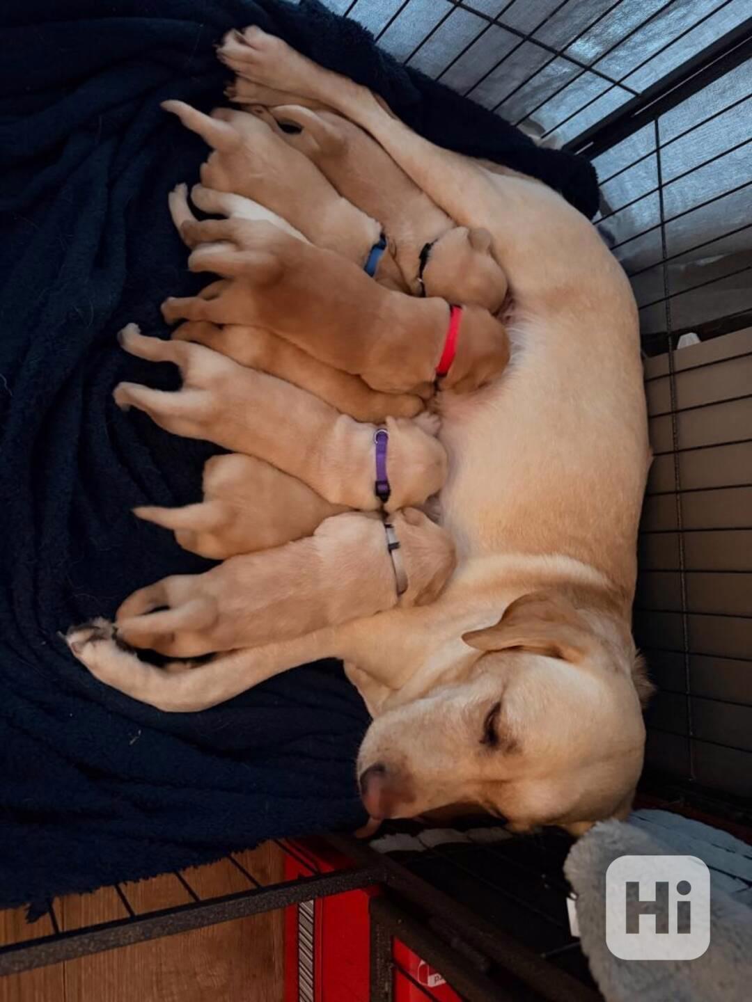  Krásná Labradorský retrívr  - foto 1