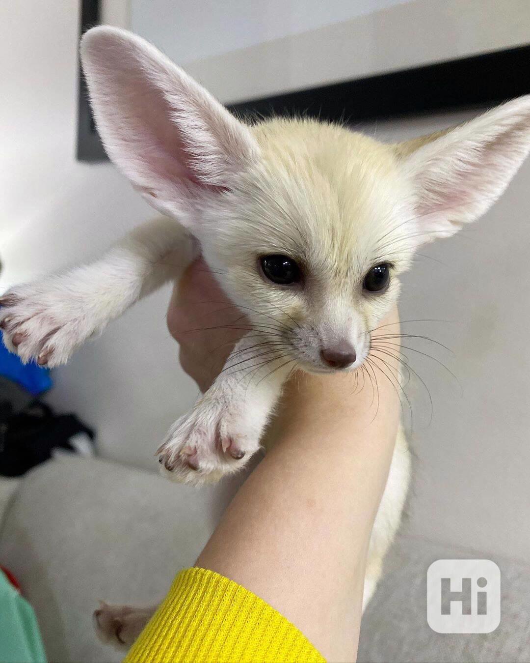  Zdarma Fennec liška k adopci    - foto 1