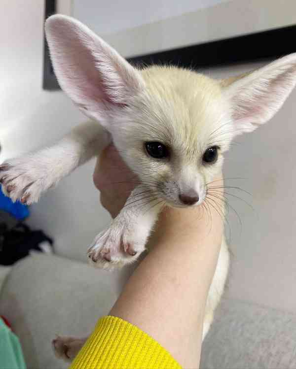 Zdarma Fennec liška k adopci - foto 1