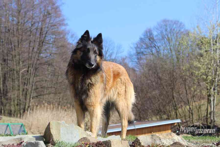 Belgický ovčák - Tervueren - štěňata - foto 7