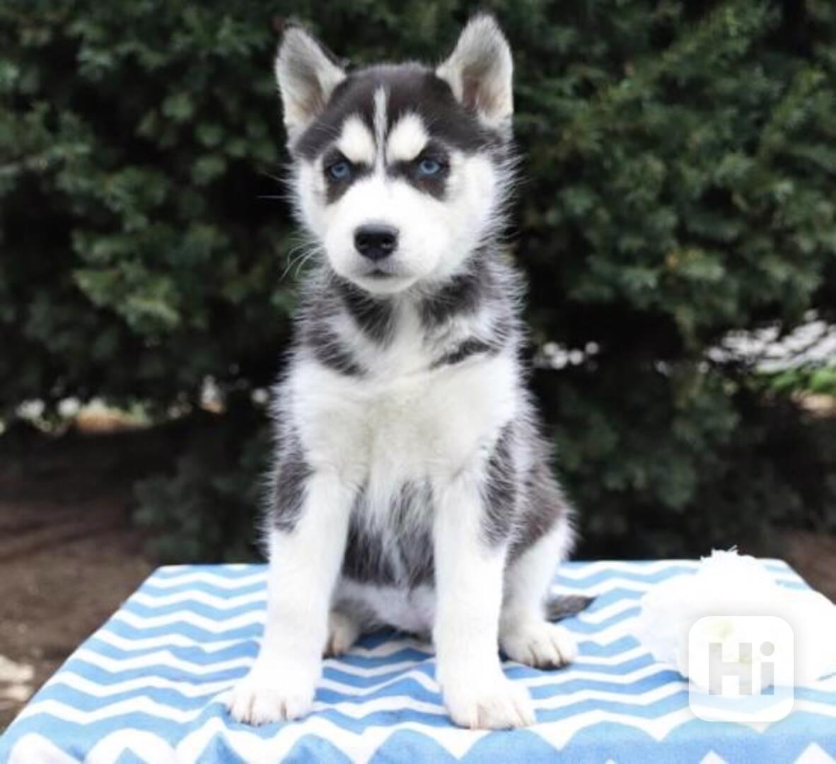 Štěňata sibiřského huskyho, pejsek a fenka, dárek - foto 1