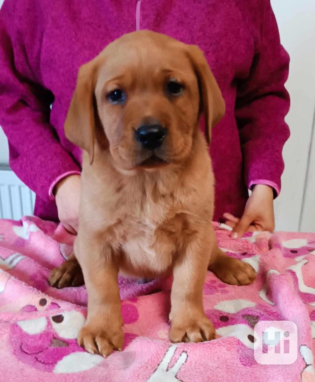 krásný labradorský retrívr k adopci - foto 1