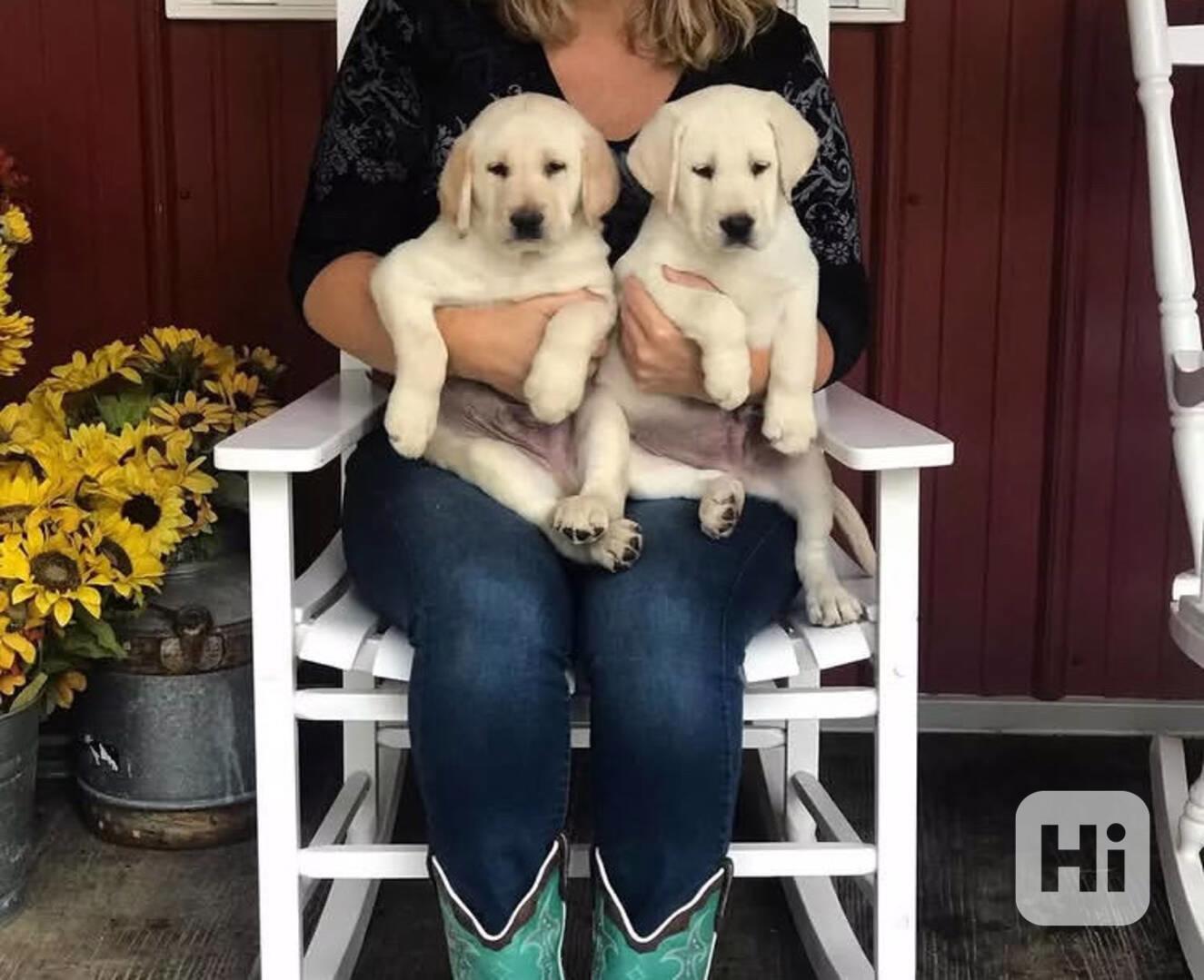 Krásný labradorský pejsek hledá nový domov. - foto 1