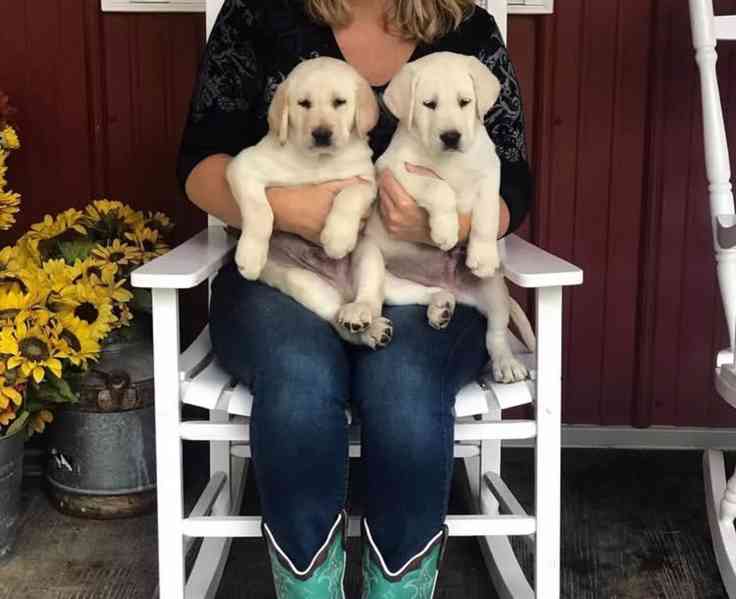 Krásný labradorský pejsek hledá nový domov. - foto 1