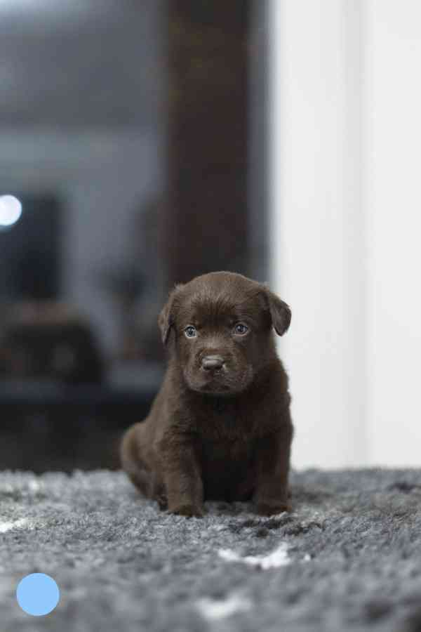 Čokoládová štěňátka labradora s PP - foto 6