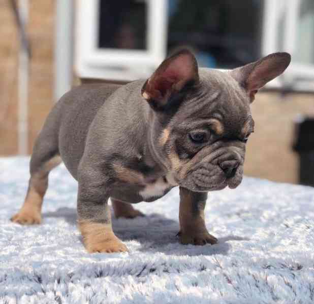 Zdravá štěňata francouzského buldočka - foto 1