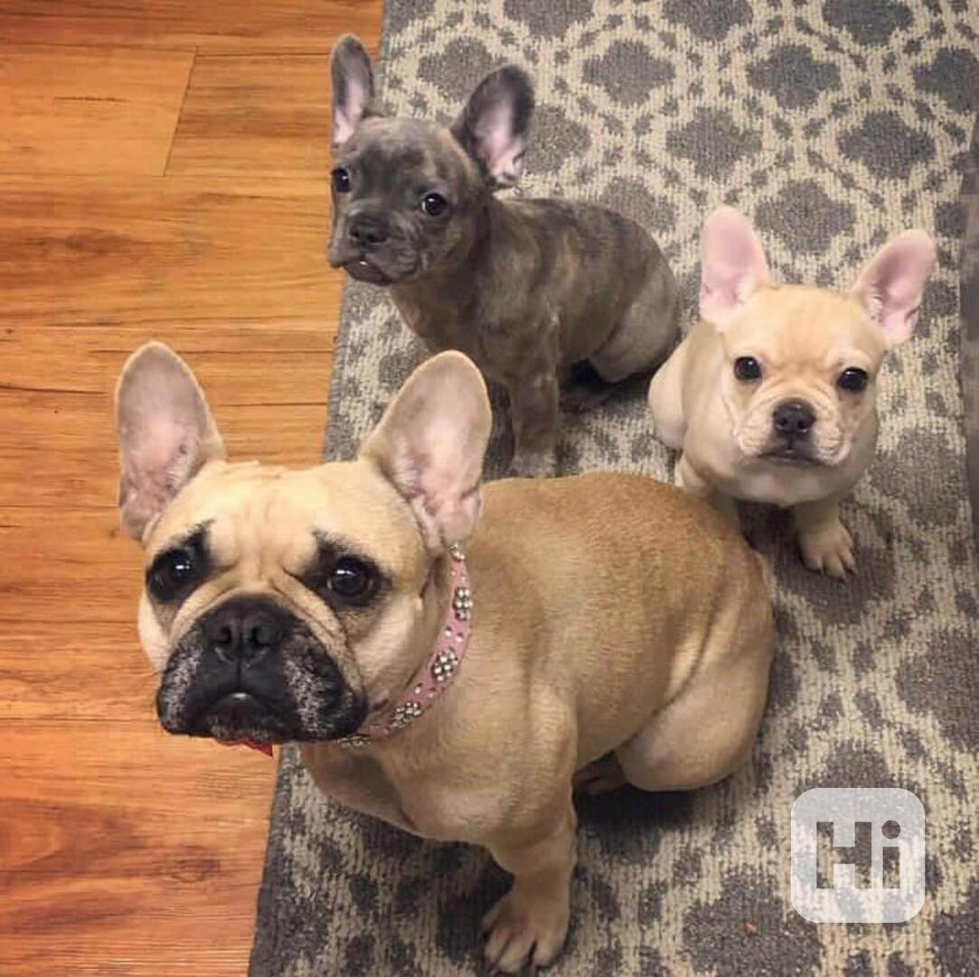 Štěňata francouzského buldočka k prodeji dnes - foto 1