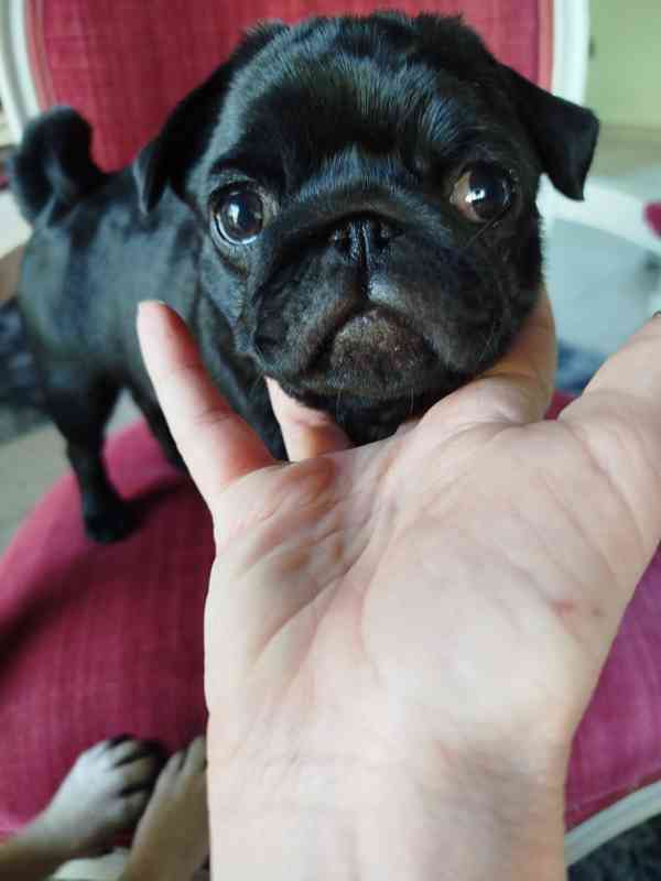 Mops s PP  - foto 3