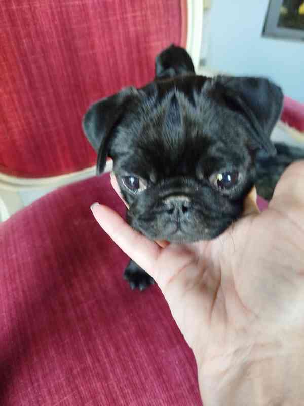 Mops s PP  - foto 2