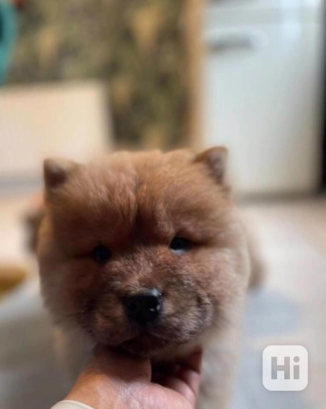 WDKC Reg Vynikající štěňata Chow Chow - foto 1