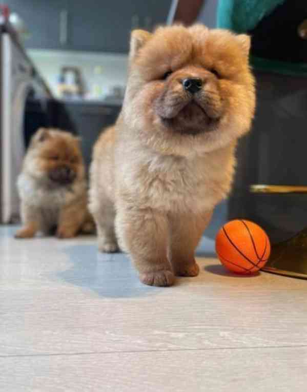 WDKC Reg Vynikající štěňata Chow Chow - foto 2