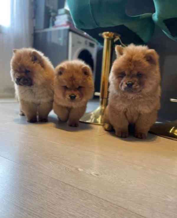 WDKC Reg Vynikající štěňata Chow Chow - foto 3