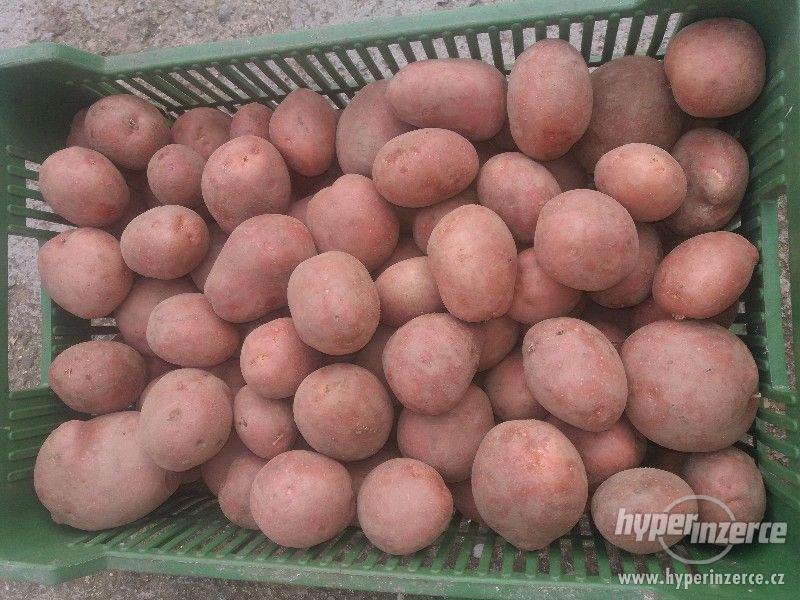 Cervene Brambory Na Uskladneni (červených brambor, dlouhodobé skladování, skladování červených) Cervene Brambory Na Uskladneni